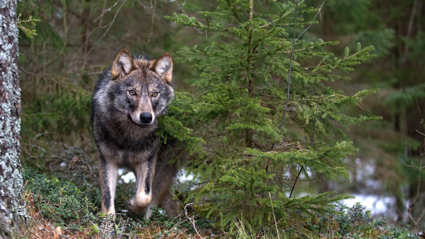 Loup (Canis lupus) près d'un conifère (Russie)