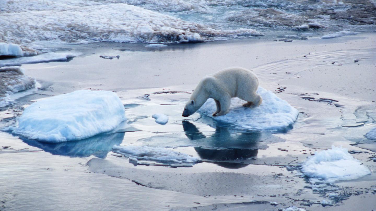 Ours polaire buvant de l'eau 