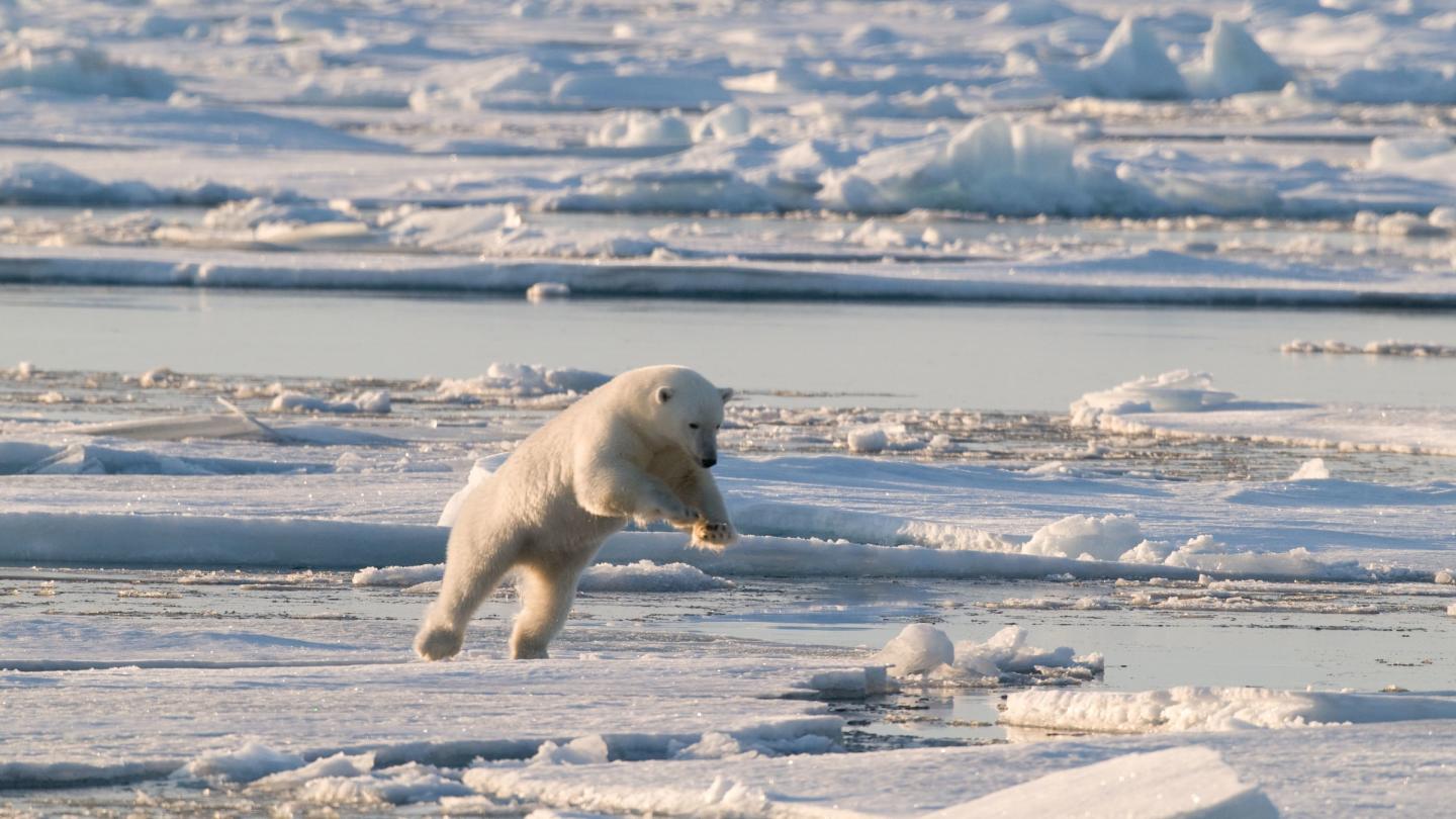 Ours polaire en plein saut 