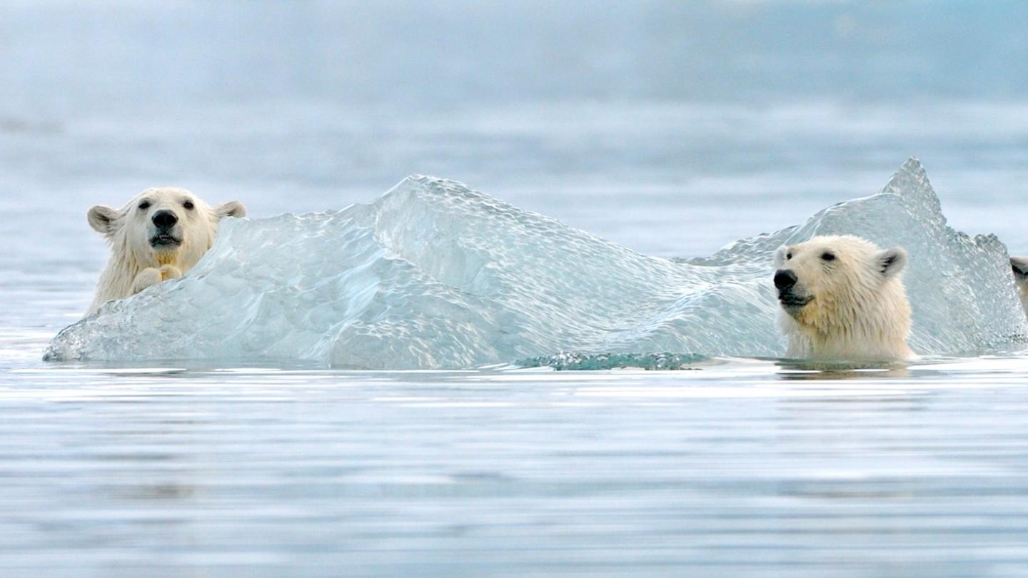 Une mère ours polaire et ses deux oursons en train de jouer dans l'eau près d'un iceberg dans le Svalbard (Norvège)