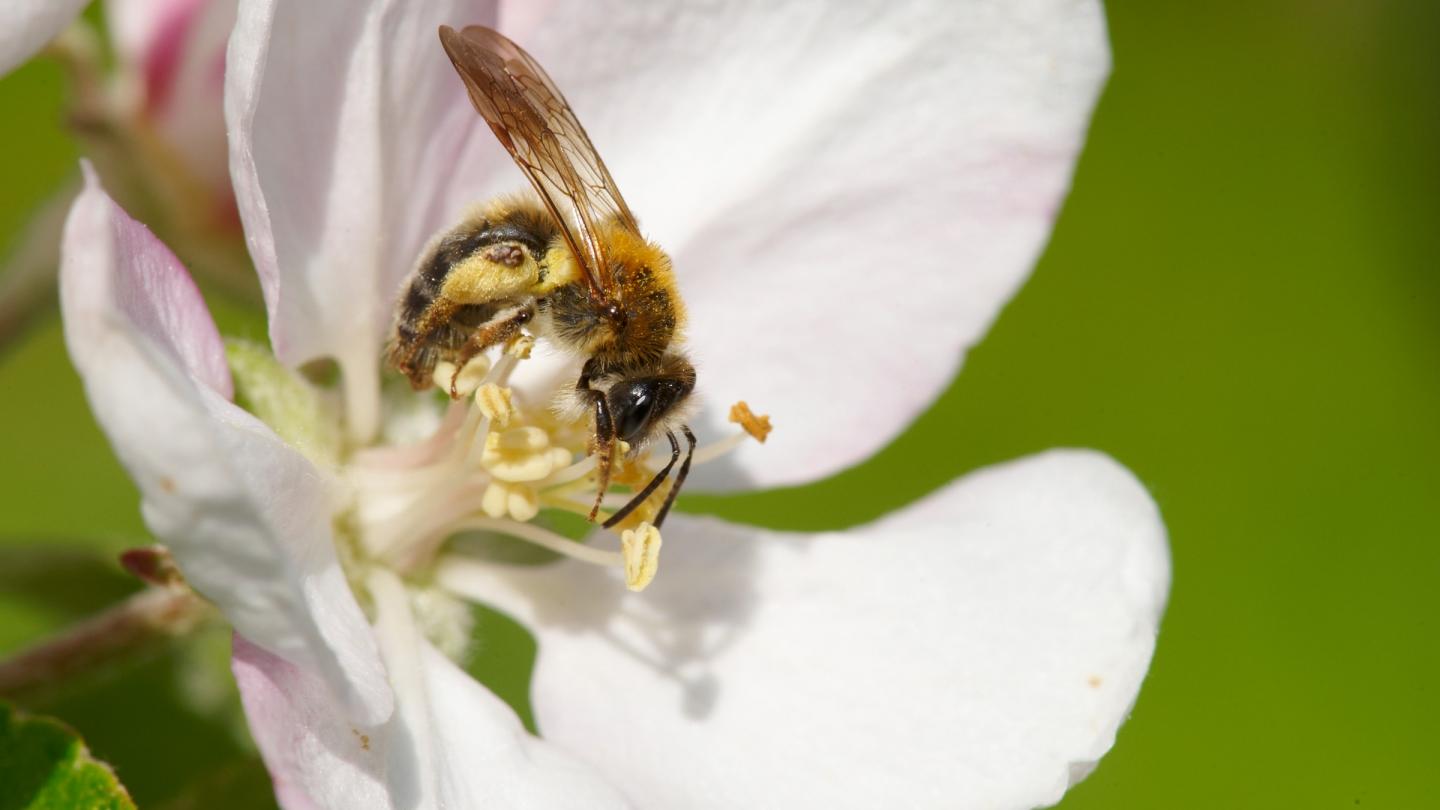 Femelle abeille (Andrena helvola), butinant une fleur de pommier.
