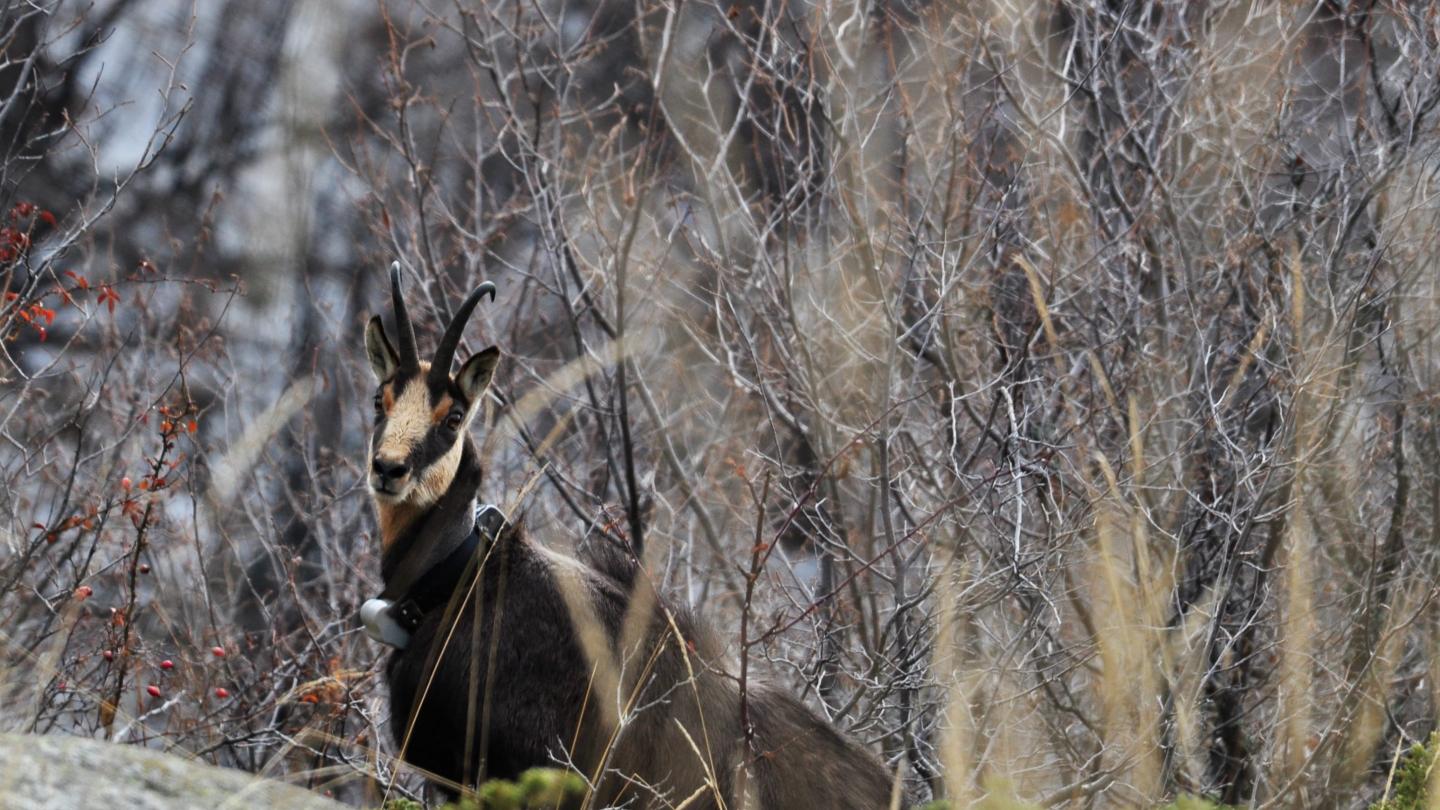 Chamois caché entre les branches d'arbres dans le Parc national de Pirin