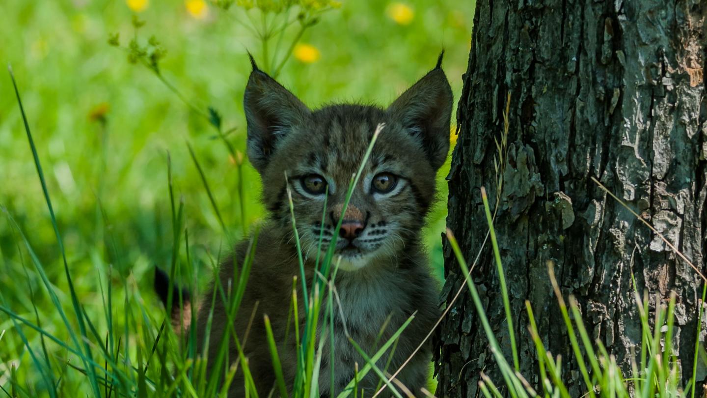 Jeune Lynx boréal (Lynx lynx) dans les herbes