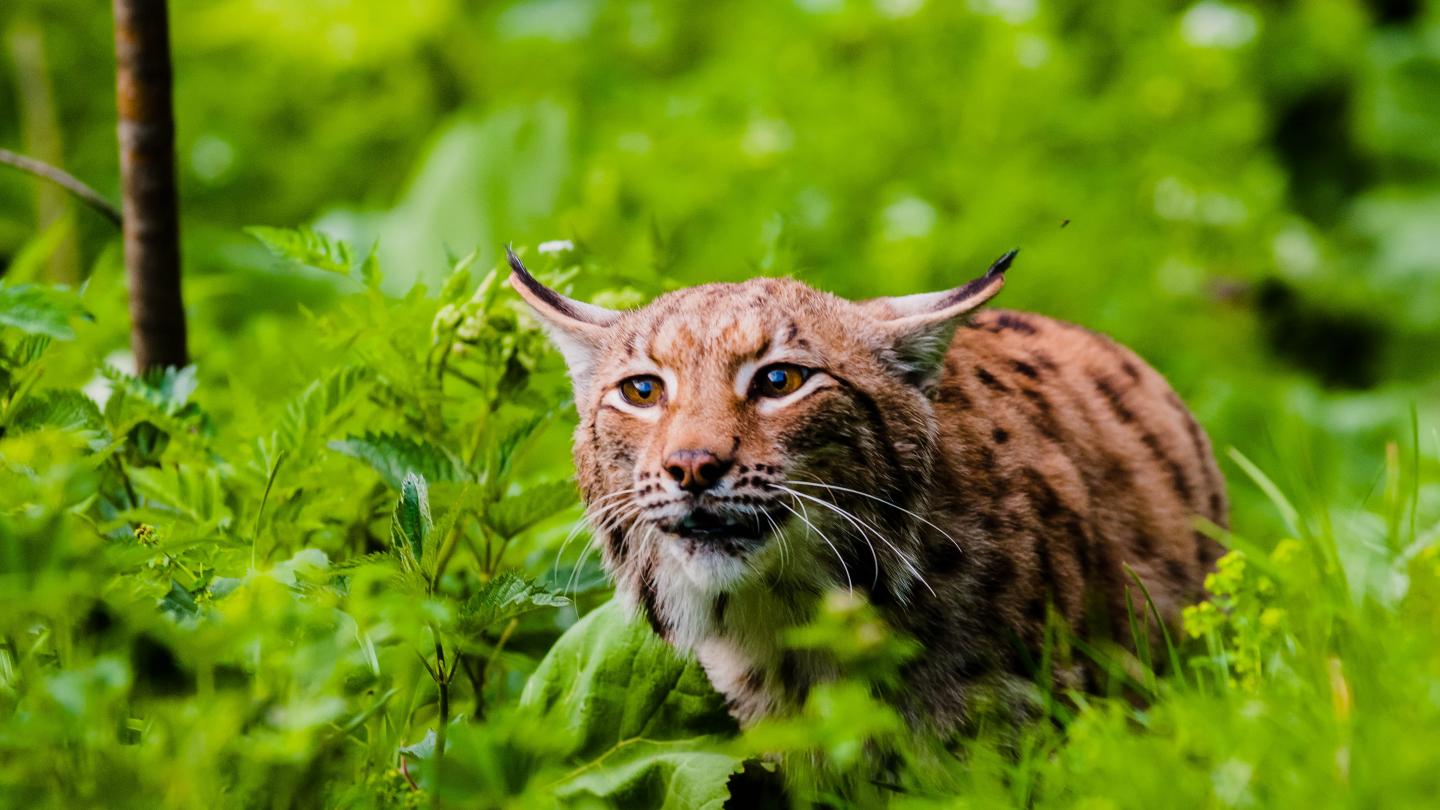 Lynx boréal (Lynx Lynx) entouré de végétation dans le Parc national Velka Fatra, Slovaquie
