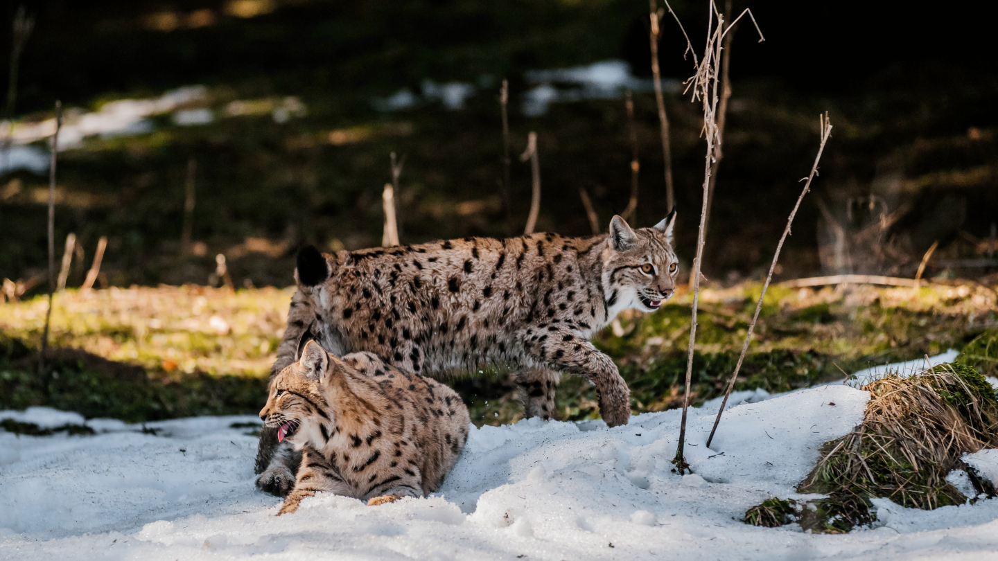 Deux jeunes lynx (Lynx lynx), animaux du projet "Retour du lynx". Ces deux jeunes lynx du Zoo d'Ostrava ont été élevés en montagne et sont retournés dans la nature, au parc national Velka Fatra, Slovaquie