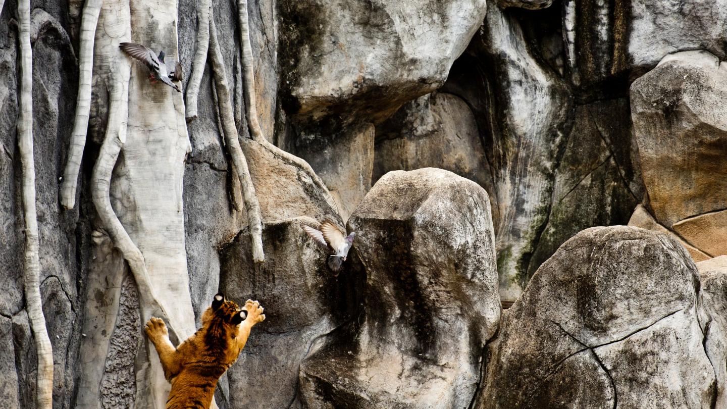 Un tigre tente d'attraper un pigeon dans le temple de tigre de Kanchanaburi, en Thaïlande. 