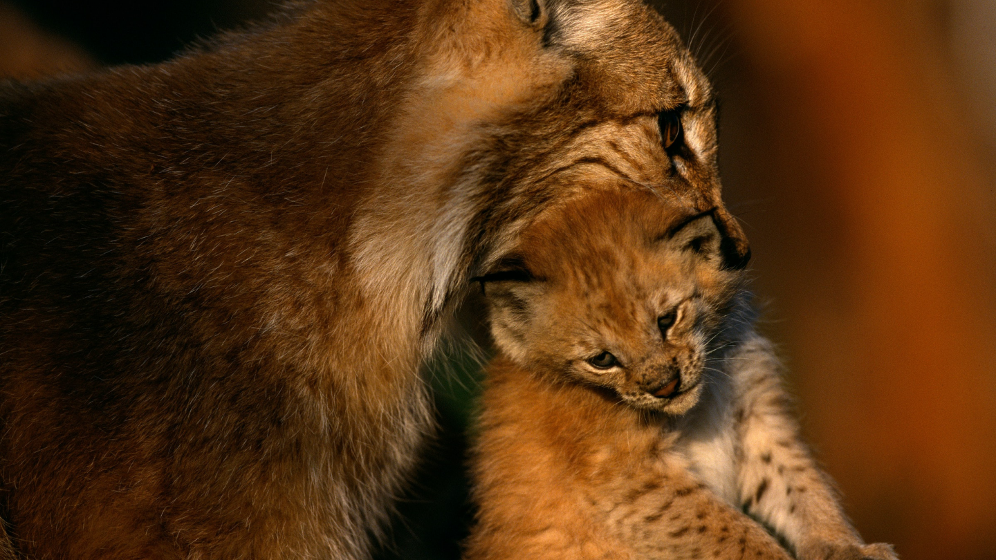 Mère lynx (Lynx lynx) portant son petit dans sa bouche à Langedrag, Norvège.