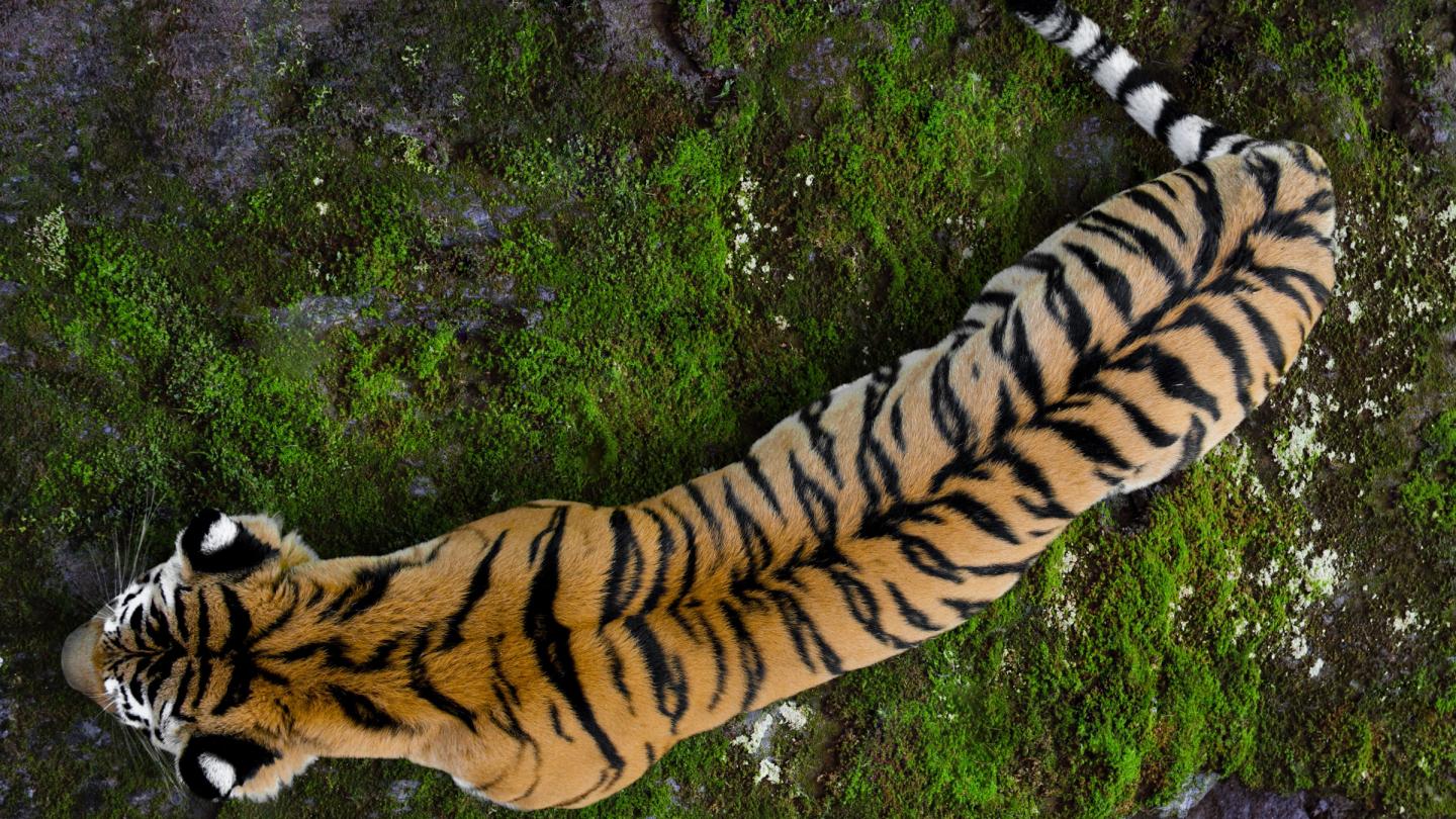 Vue de haut d'un tigre d'Ussuriysk
