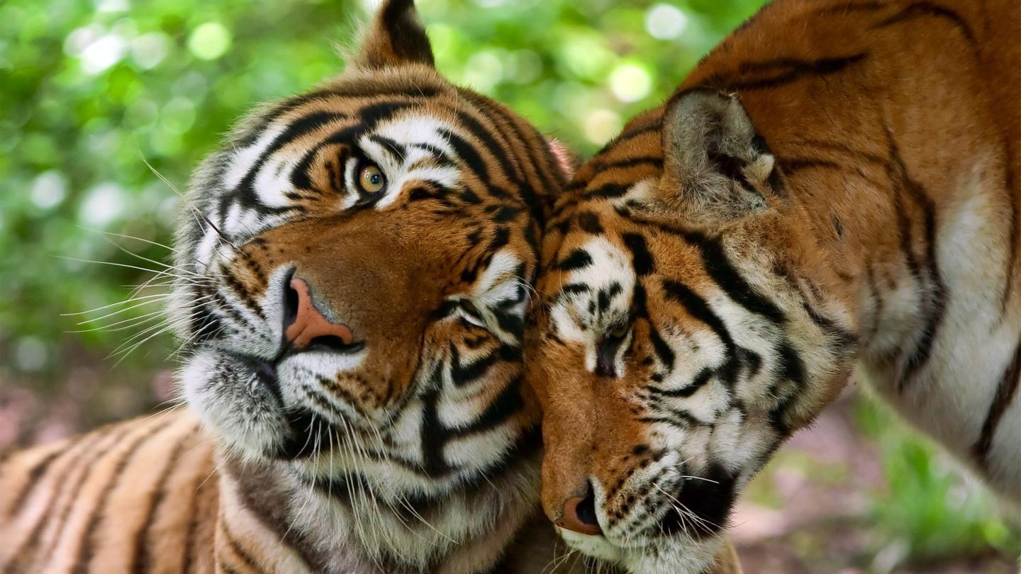Deux Tigres (Panthera tigris), mâle et femelle 