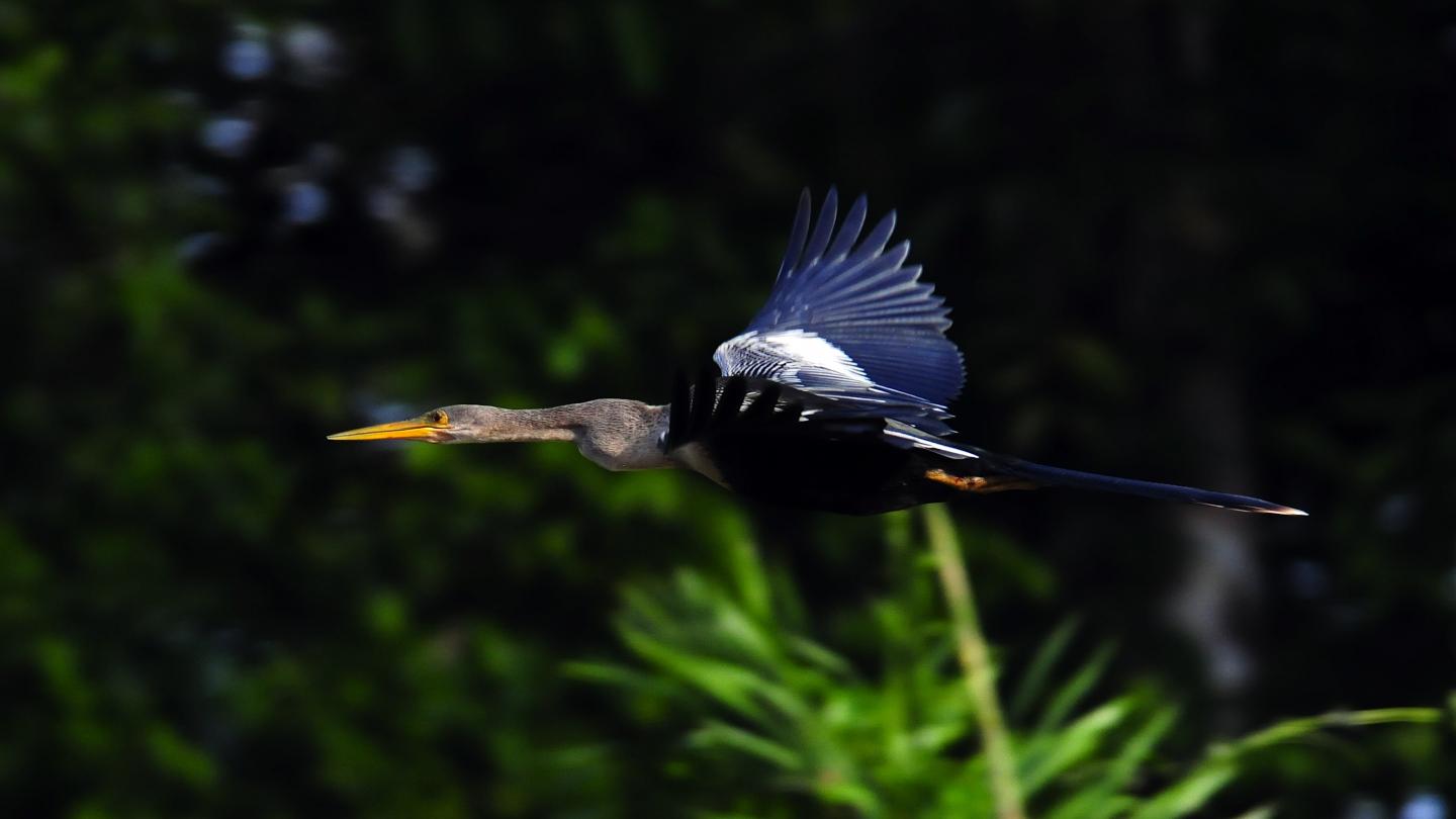 Anhinga d'Amérique (Anhinga anhinga) en plein vol dans le lac Tarapoto en Amazonie
