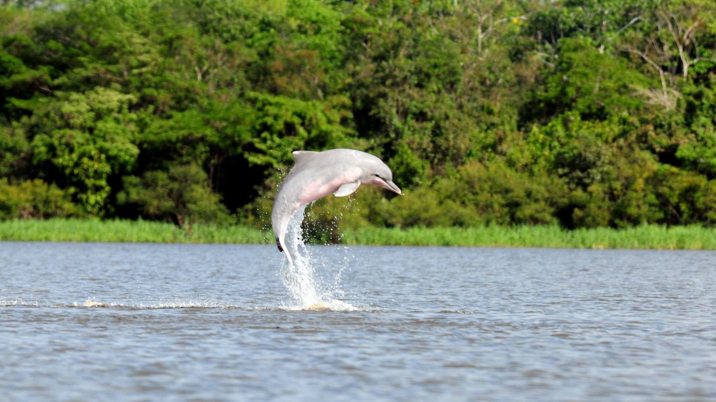 Dauphin rose de l'Amazonie (Sotalia fluviatilis) en plein saut, dans le lac Tarapoto en Amazonie du Nord