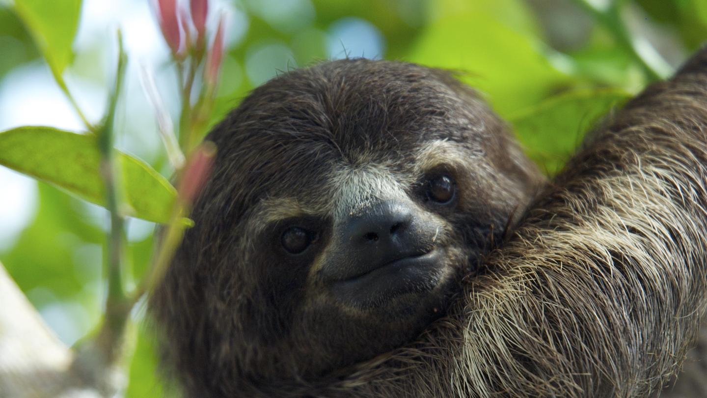 Paresseux à gorge brune (Bradypus variegatus) sur un arbre dans le lac Tarapoto en Amazonie