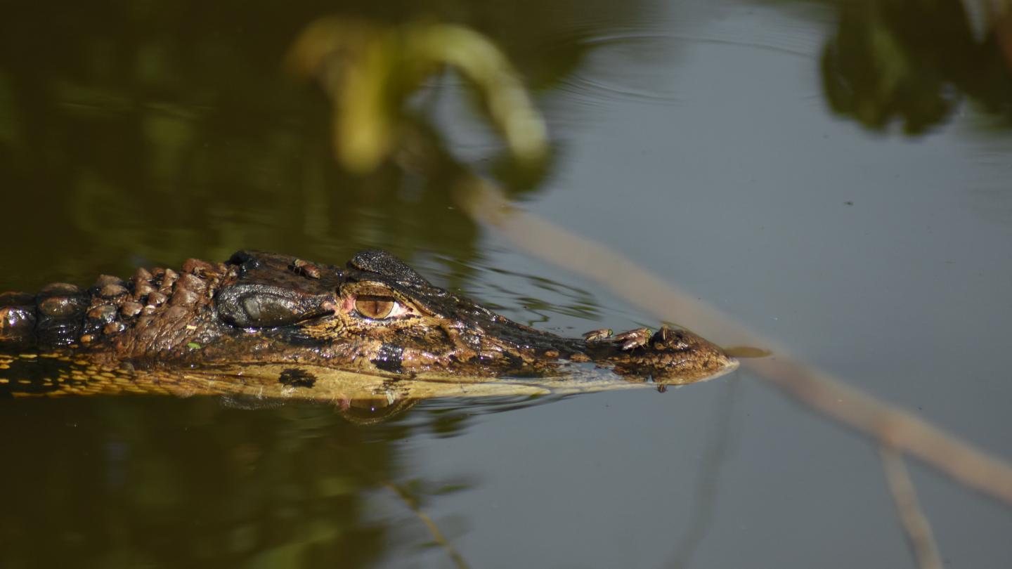 Caïman noir (Melanosuchus niger) dans le lac Tarapoto en Amazonie du Nord