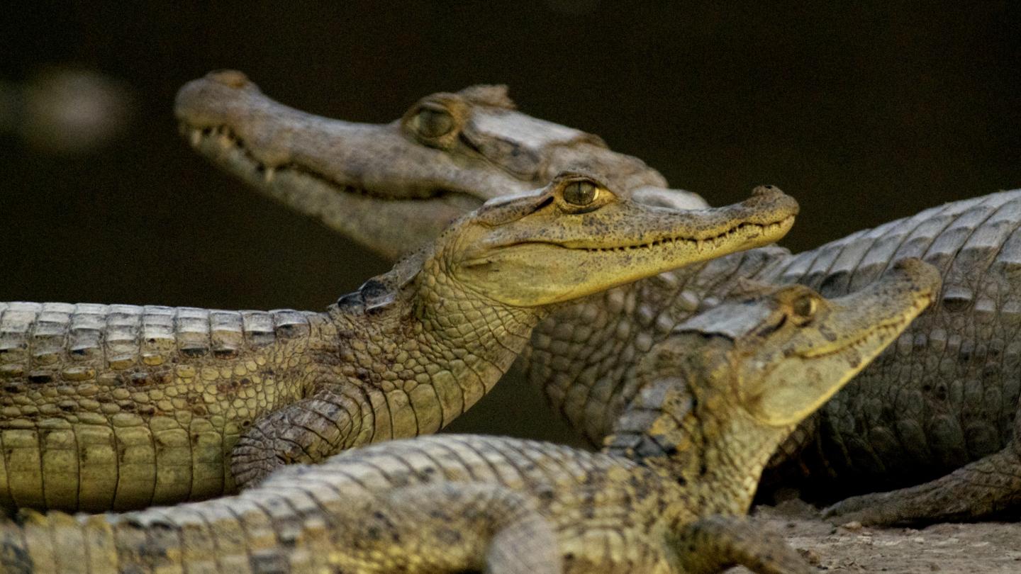 Trois caïman à lunettes (Caiman crocodilus) dans le lac Tarapoto 