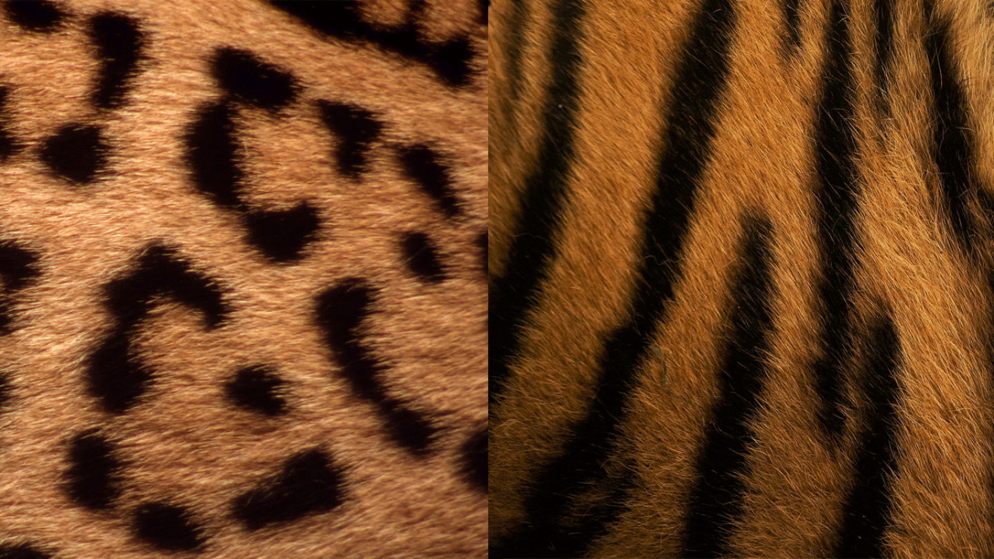 Pelage de jaguar et de tigre