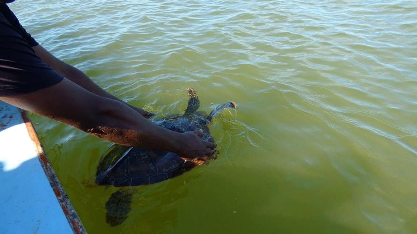  Une tortue verte (Chelonia mydas)piégée dans un filet maillant est relâchée au large de Maintirano (Madagascar)