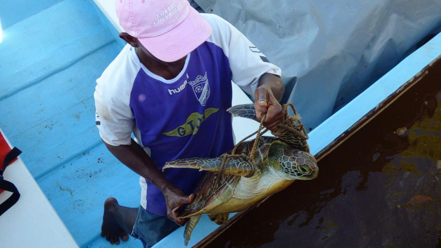 Des skippers de Maintirano libèrent une tortue verte (Chelonia mydas) des filets maillants (Madagascar)