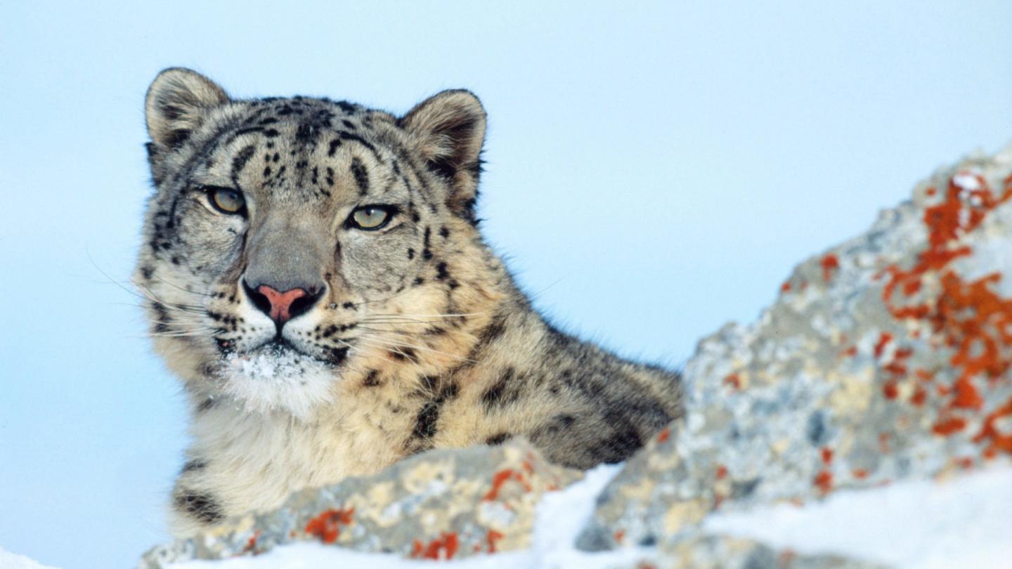 Panthère des neiges nichée dans les rocheuses enneigées du Montana, USA