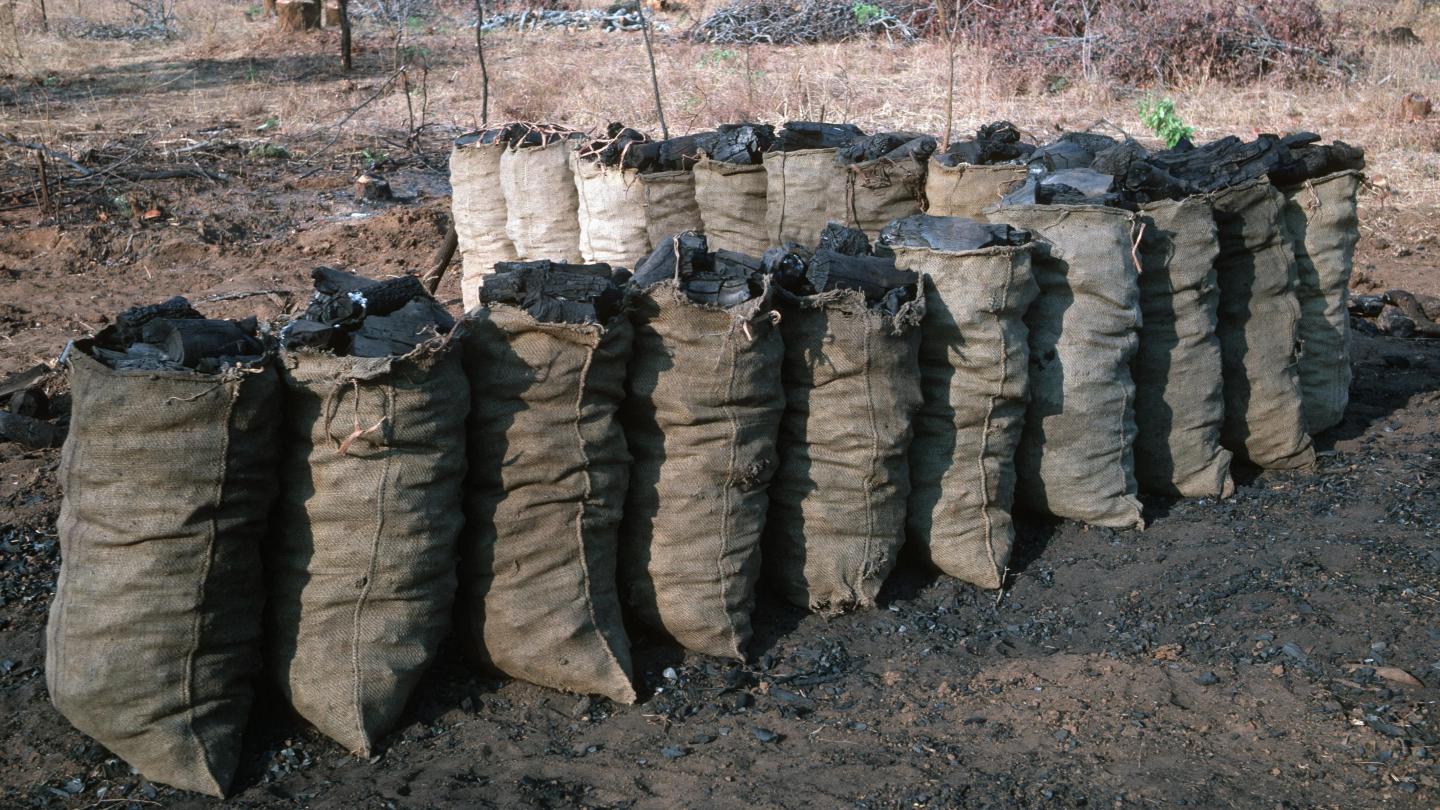 Sacs de charbon de bois à vendre au bord de la route Malawi ; La coupe illégale de la région boisée de Miombo pour le bois de chauffage et le charbon de bois est le principal responsable de la perte de couverture de végétation au Malawi.