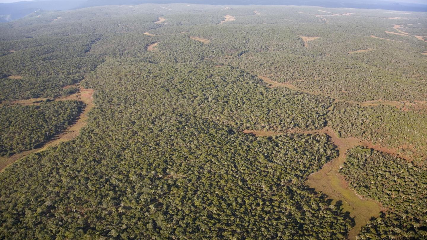 Vue aérienne sur la forêt de Miombo (Nord de la Zambie) 