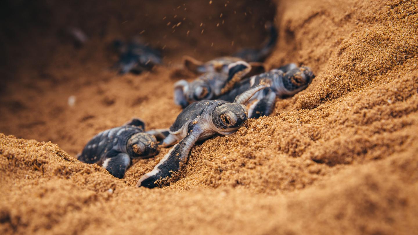Plusieurs petites tortues marine, Kenya 