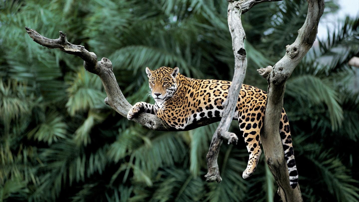 Jaguar (Panthera onca) sur un arbre Pantanal, Brésil.