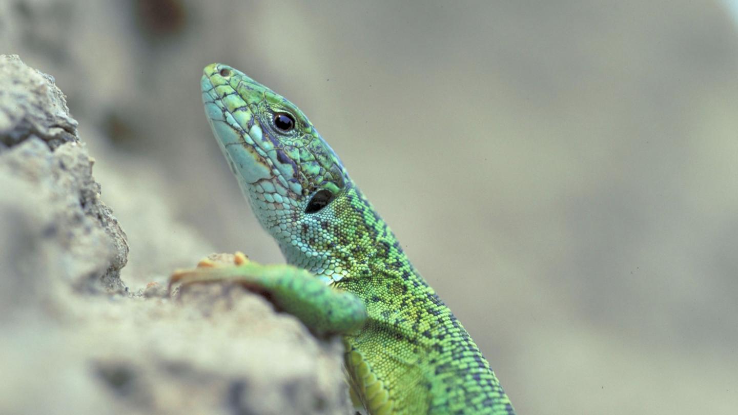 Lézard vert (Lacerta viridis) Lac Kagul (Ukraine)