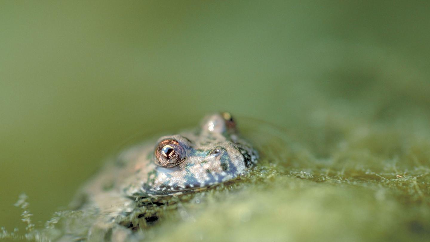 Crapaud à ventre jaune (Bombina variegata) dans la réserve naturelle de l'île Vardim, sur le Danube (Bulgarie)