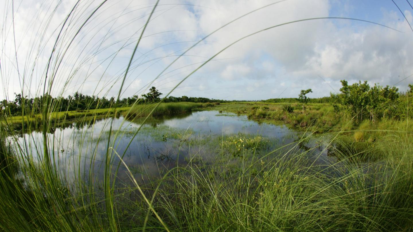 Marais d'eau douce sur une île dans le parc national des Sundarbans (Bangladesh)