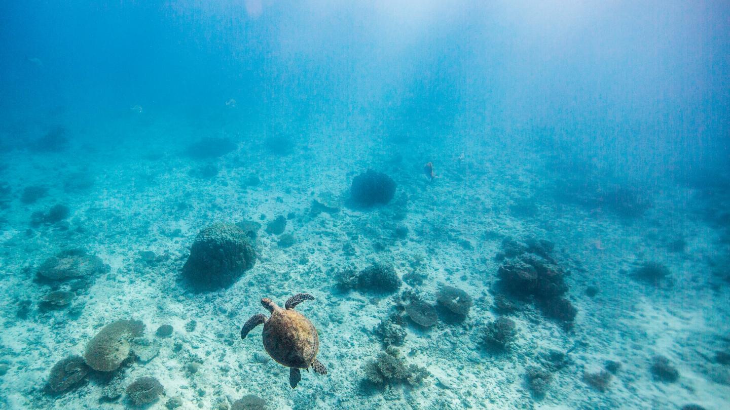 Une tortue verte (Chelonia mydas) en train de nager (Australie)