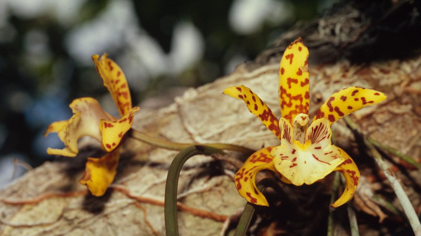 Deux orchidées jaune, Parc national de Jaú, Brésil