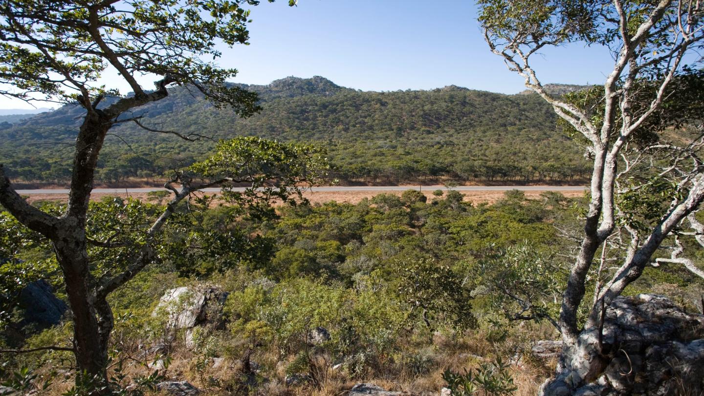 Forêt de Miombo dans le Nord-Est de la Zambie