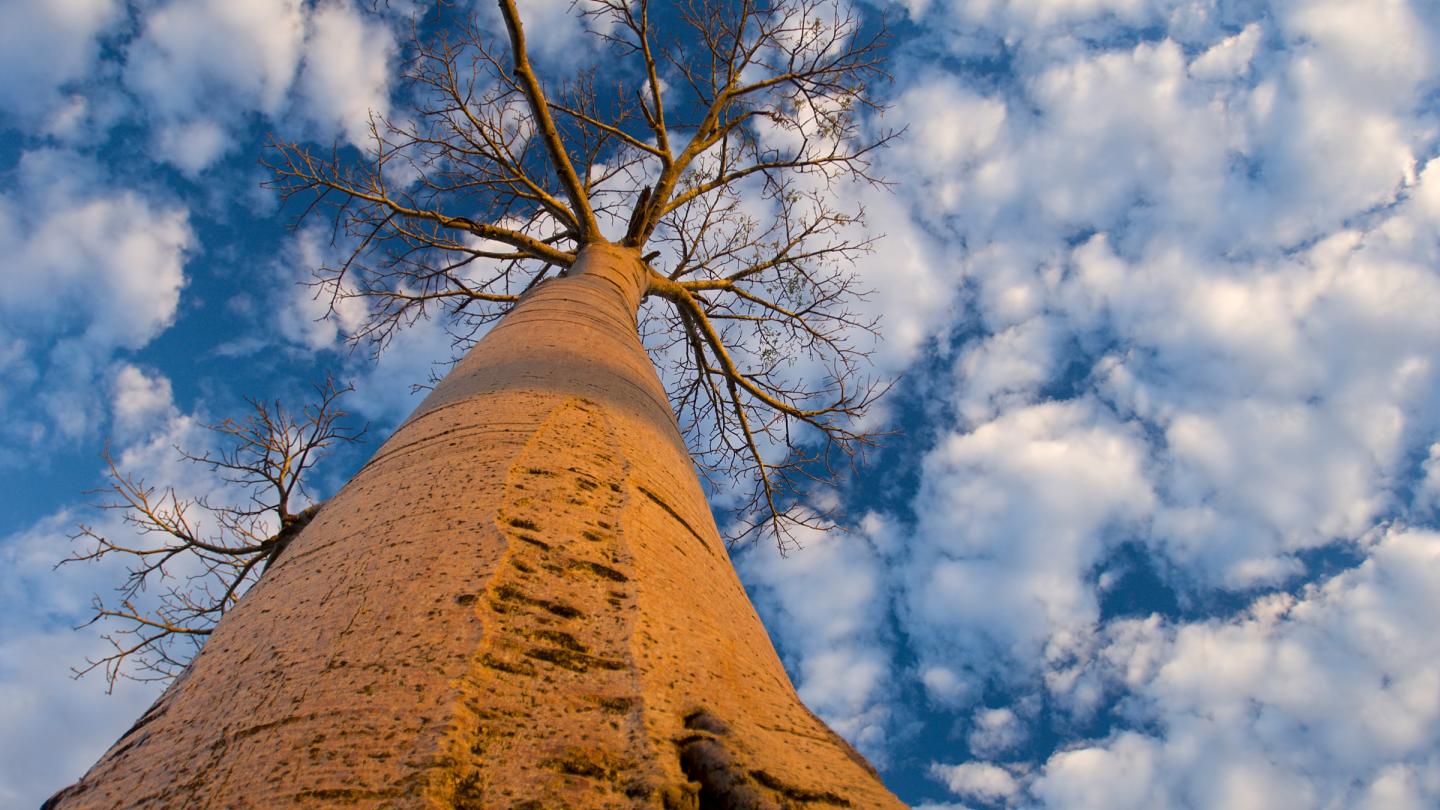 Vue du bas sur un Baobab (Andasonian grandidieri) (Madagascar)