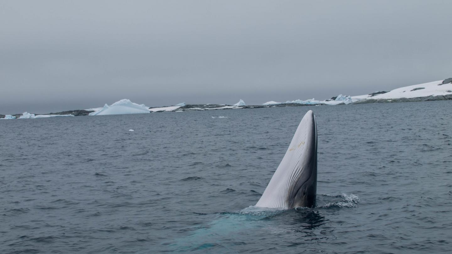 Baleine de Minke (Balaenoptera bonaerensis) à la surface de l'océan, Antarctique.