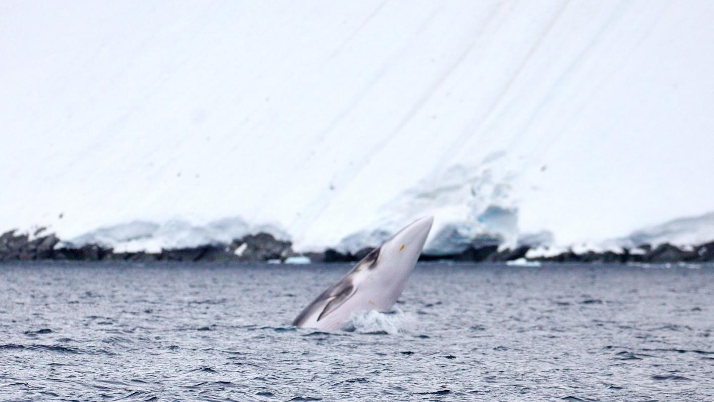 Baleine de Minke (Balaenoptera bonaerensis) dans l'Antarctique
