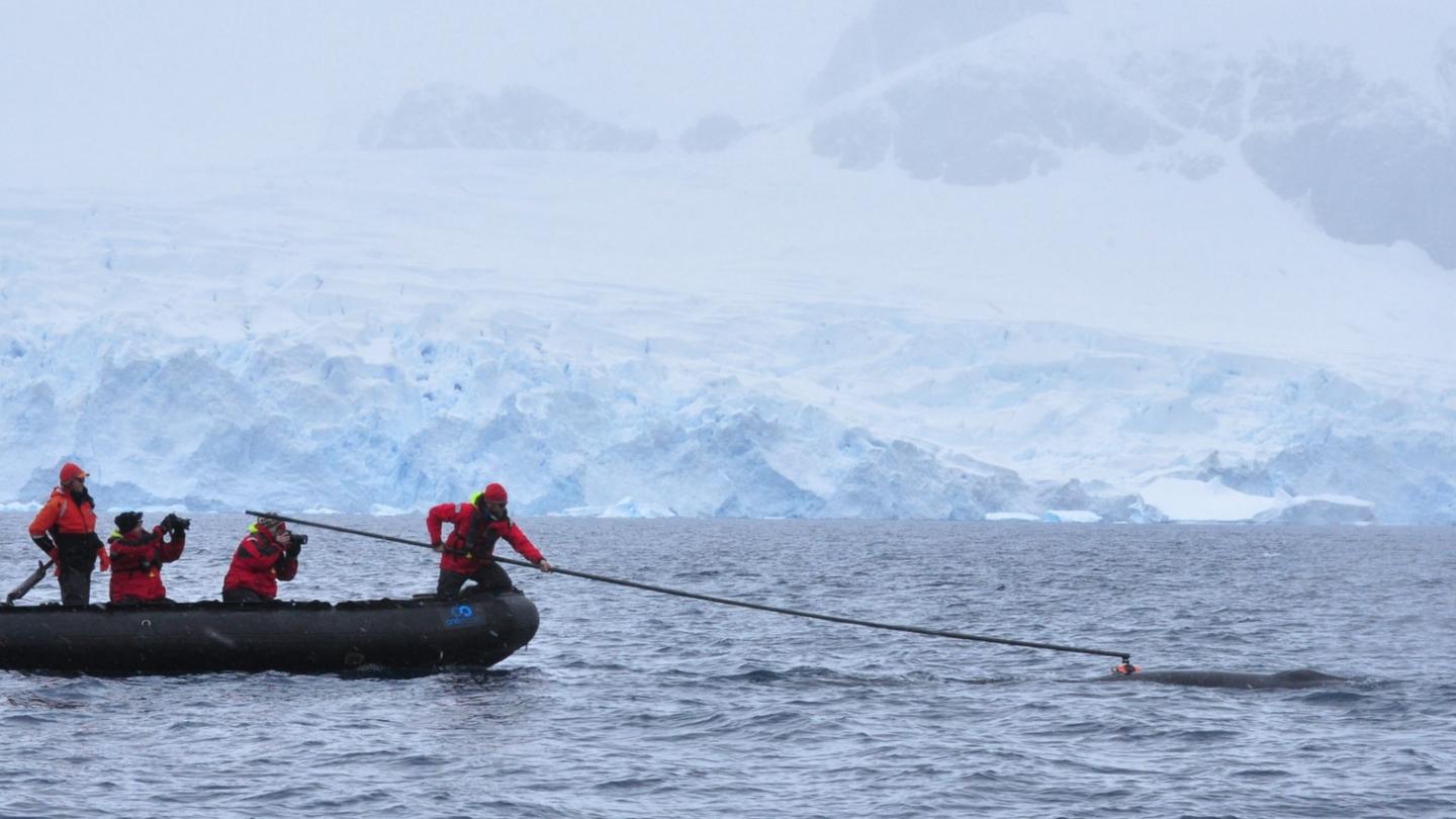 Des chercheurs attachent une balise à une baleine de Minke  (Balaenoptera bonaerensis) dans l'Antarctique