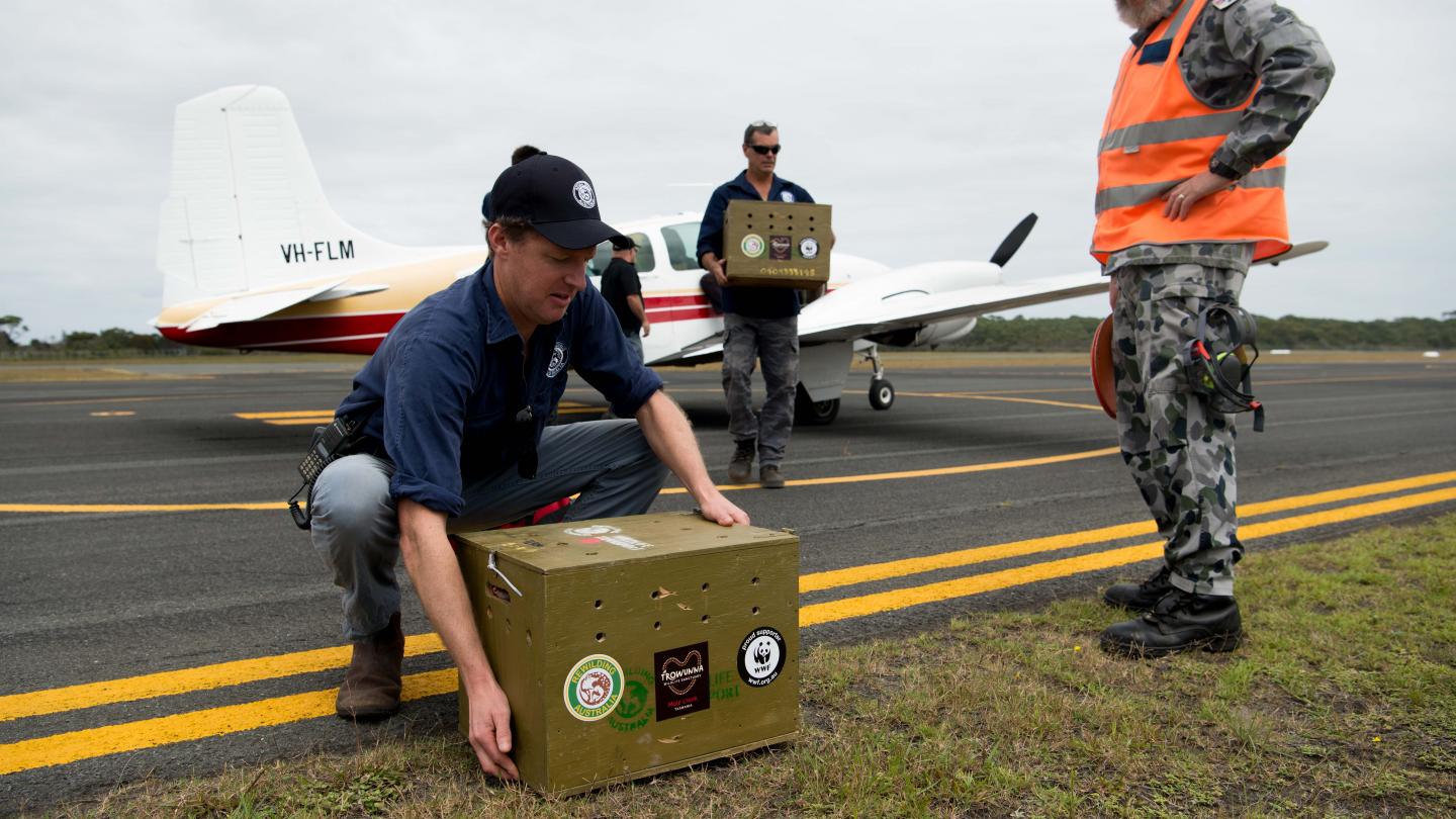 Rob Brewster, directeur de Rewilding Australia déchargeant l'un des transporteurs de chats marsupials (Australie)