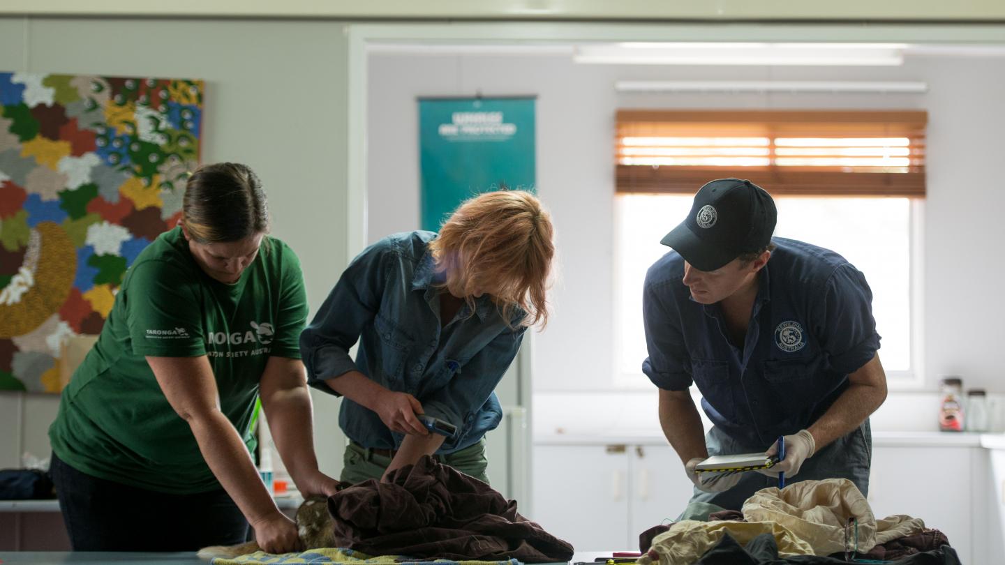 Le Dr Natasha Robinson et Rob Brewster, directeur de Rewilding Australia récupèrent des données sur les chats marsupials (Dasyurus maculatus) avant qu'ils ne soient relâchés dans la nature (Australie)