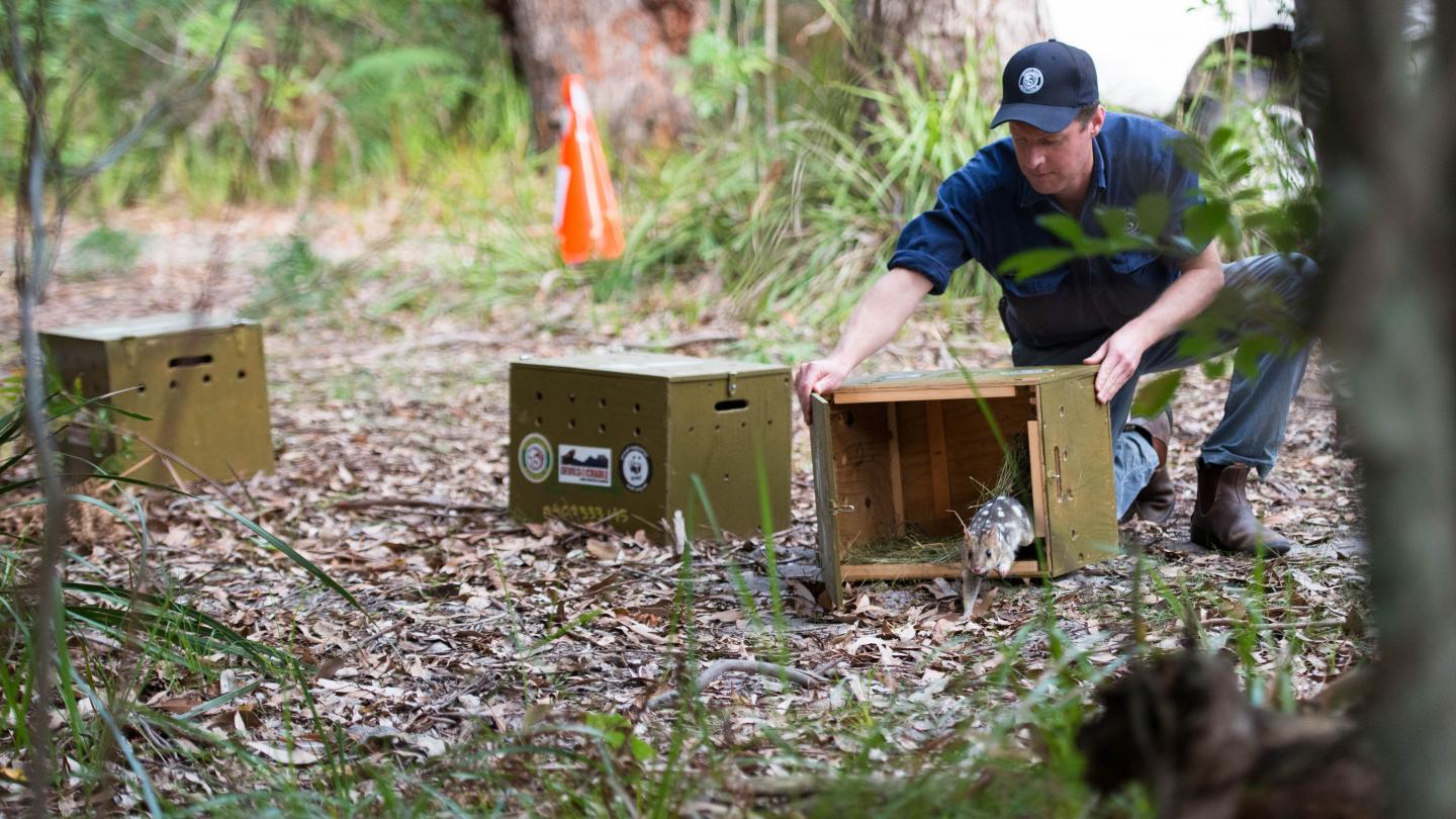 Un chat marsupial (Dasyurus maculatus) est relâché dans la nature (Australie)