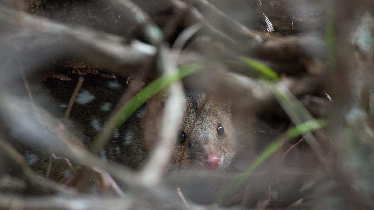 Chat marsupial (Dasyurus maculatus) dans le parc national de Booderee après avoir été libéré (Australie)