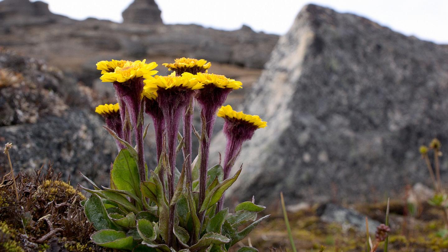 Des fleurs jaunes de sibérie (Fédération de Russie)