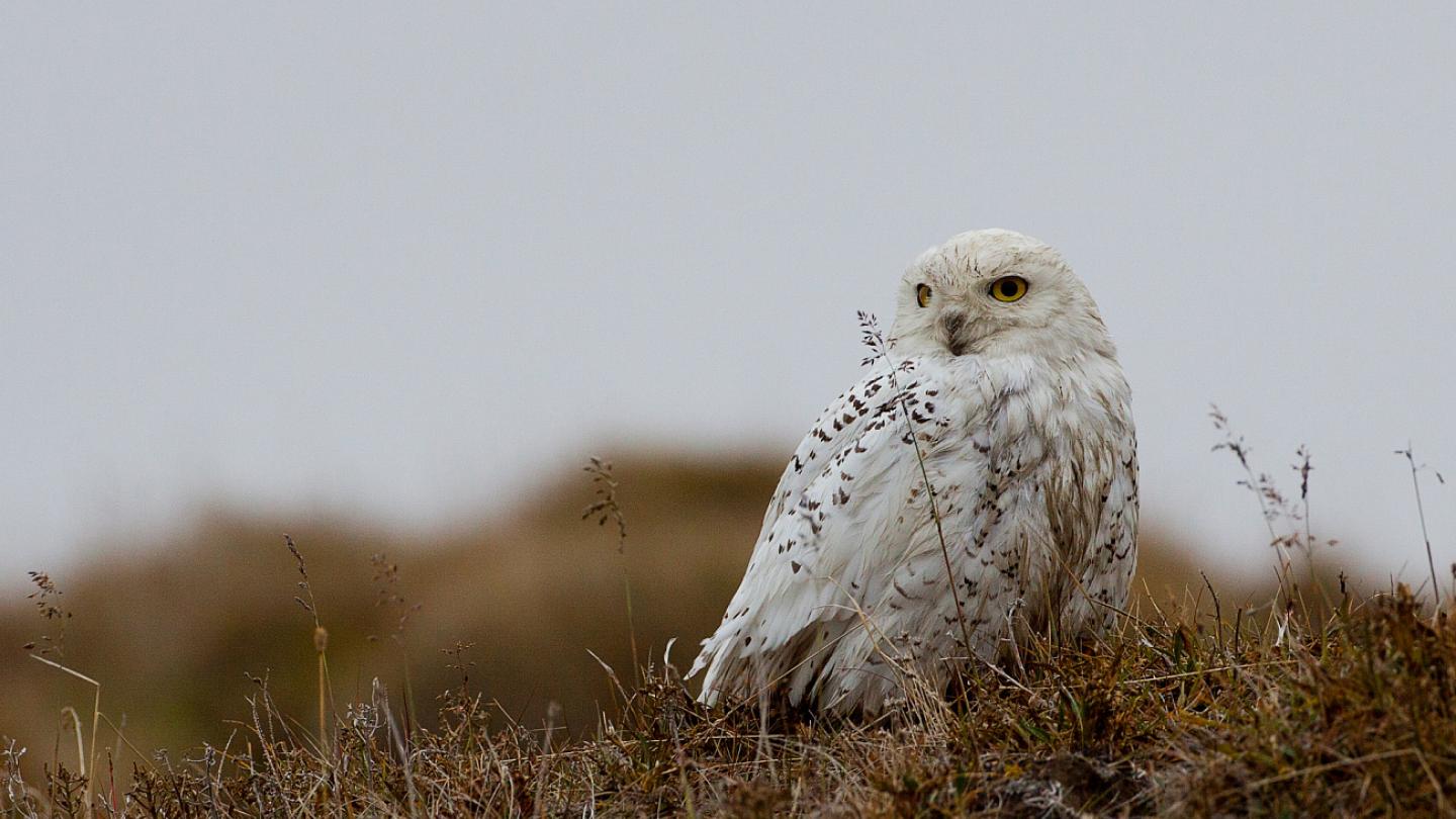 La chouette harfang (Bubo scandiacus) au repos sur le sol en sibérie (Fédération de Russie)