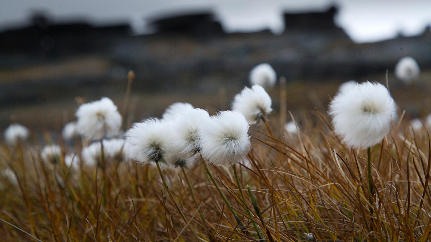 Vue rapprochée sur des fleurs de cotons en Sibérie (Fédération de Russie) 