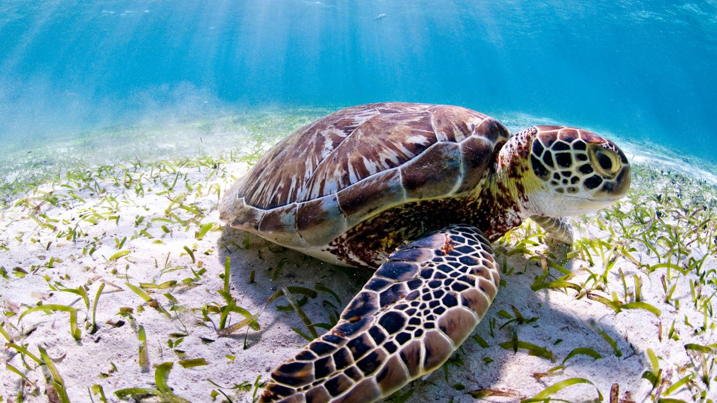 Tortue marine (Chelonia mydas) de Belize