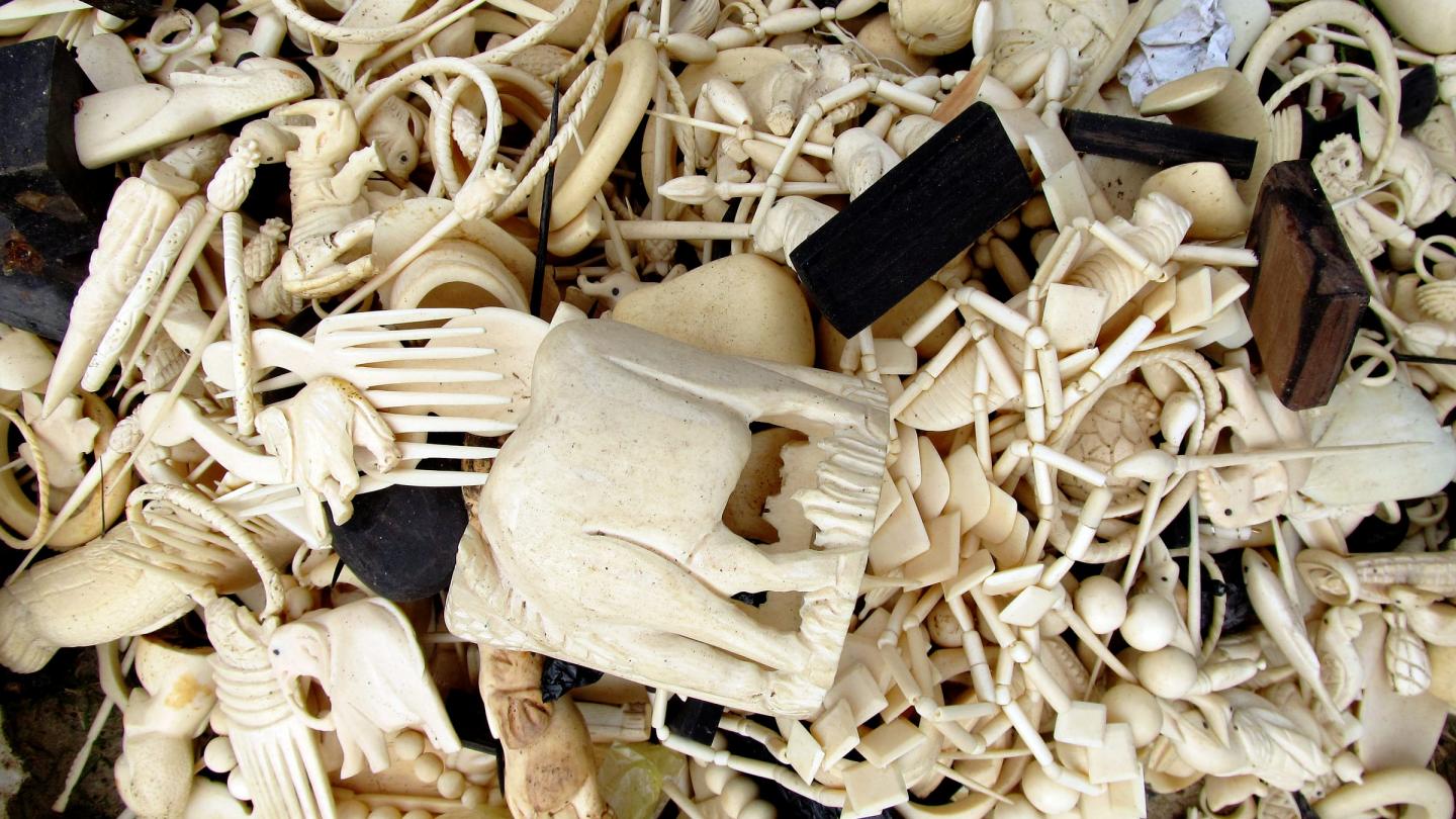 Plusieurs produits en ivoire sculptés à partir de défenses d'éléphants et de cornes de rhinocéros confisqués par des patrouilles anti-braconnage, Gabon (Afrique)