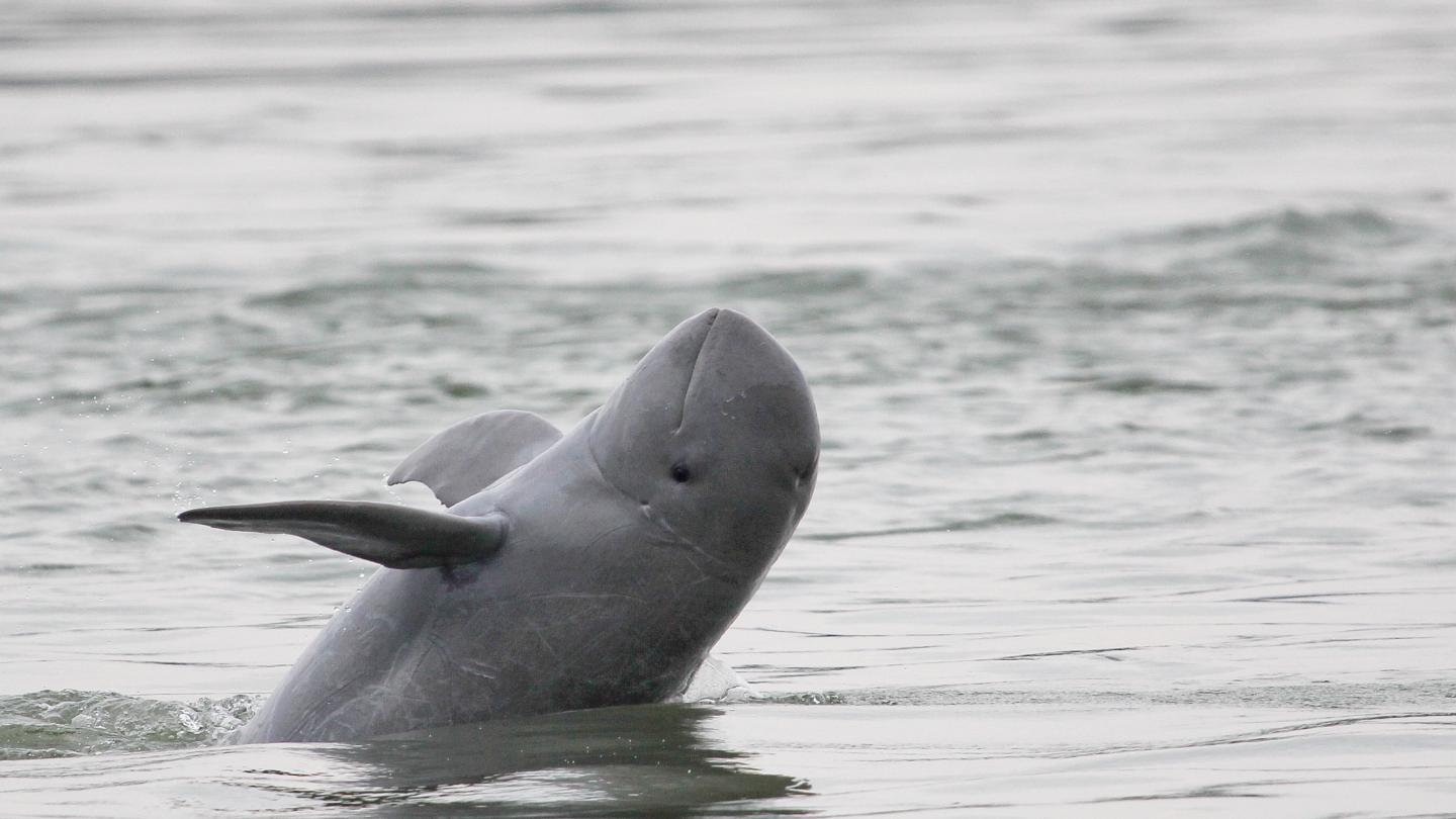 Dauphin de l'Irrawaddy (Orcaella brevirostris) dans la rivière du Mékong (Cambodge)
