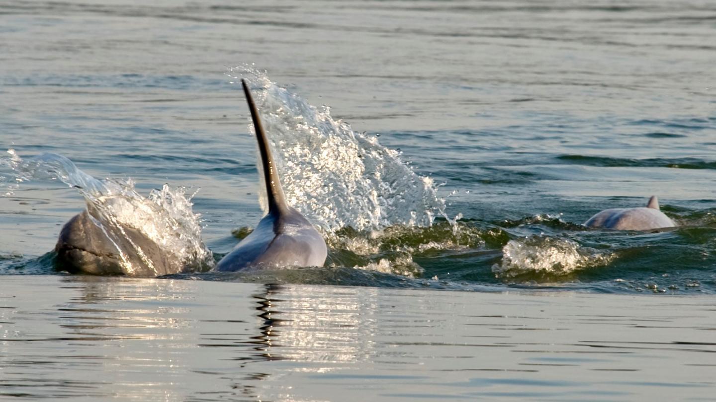Trois dauphin de l'Irrawaddy (Orcaella brevirostris) dans la rivière du Mékong (Cambodge)