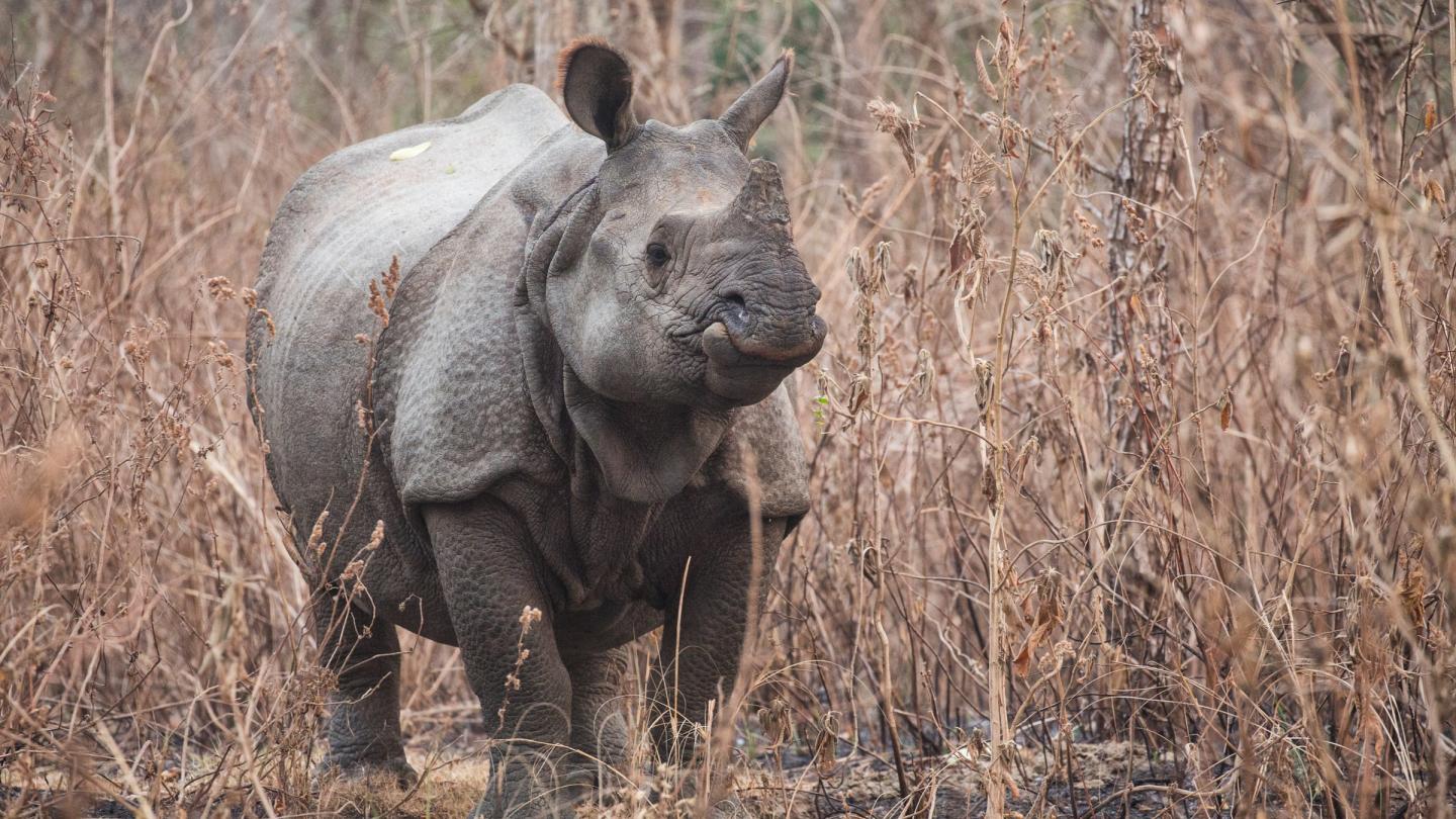 Un rhinocéros à une corne (Rhinoceros unicornis) dans le parc national royal de Chitwan (Népal)
