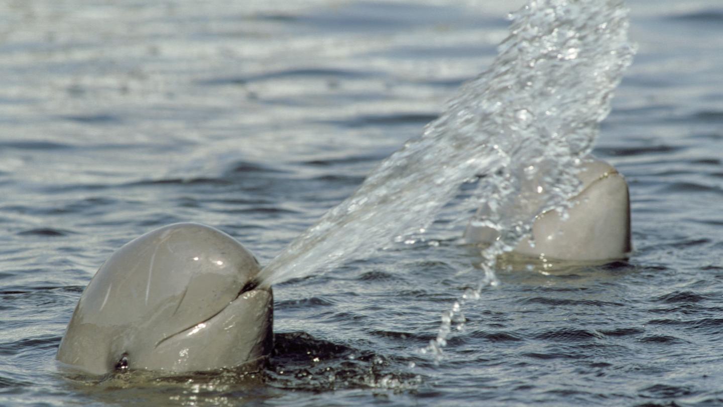 Deux dauphins de l'Irrawaddy (Orcaella brevirostris) jouent dans l'eau (Thaïlande) 