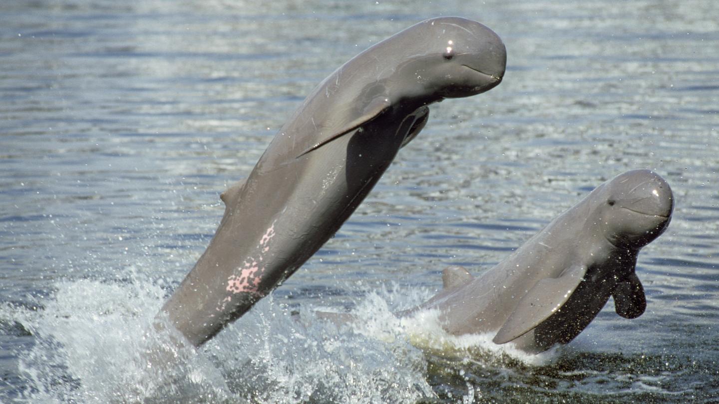 Dauphins de l'Irrawaddy (Orcaella brevirostris), Thaïlande